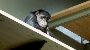 Вирусолог Компанец оценила риск вспышки оспы обезьян в России