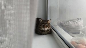 Кот Мишка. Любит тепло и греется над батареей. Он дикий.