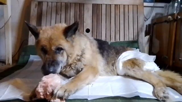 Челси, 13летняя парализованная овчарка, которая замерзала в вольере. Хозяин-пенсионер согласился взя