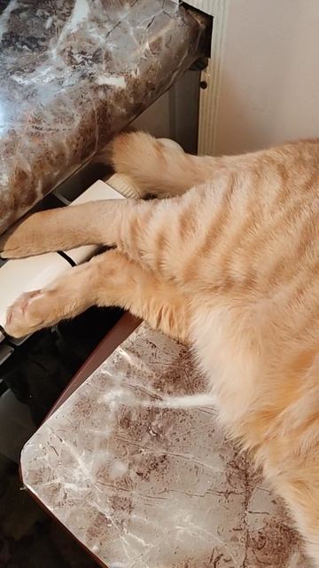 Рыжик на подогреве