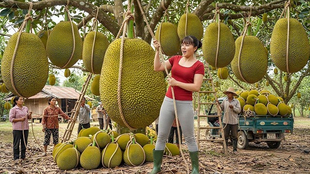 Собираю тонны джекфрута и везу на трицикле на сельский рынок. Фуонг. Вьетнам смотреть онлайн