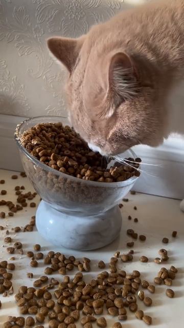 Автор видео: instapawz