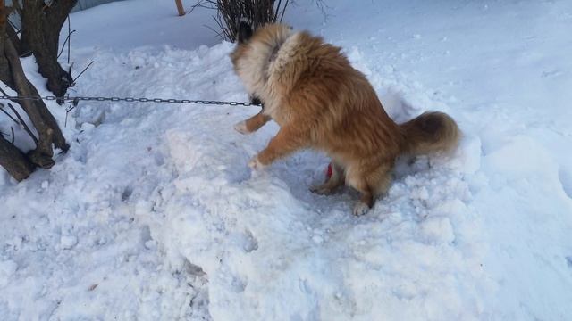 Кутёнок пёс на привязи