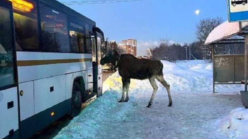 В Подмосковье лось дождался автобус на остановке и попытался проникнуть в салон смотреть онлайн