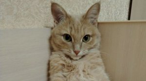 СТРИМ РАЗВИВАЕМ КЛАН В МАЙНКРАФТ