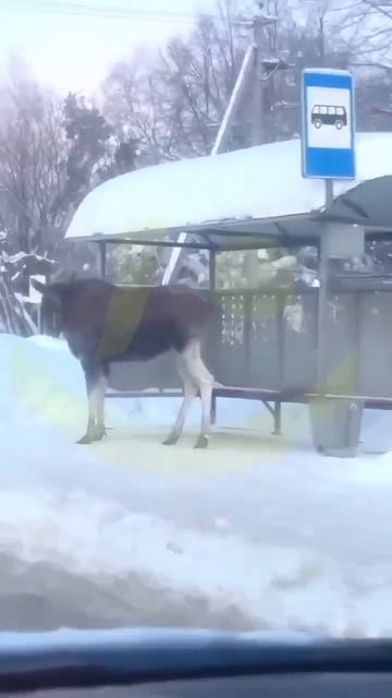 Необычного пассажира заметили на остановке в Балашихе смотреть онлайн