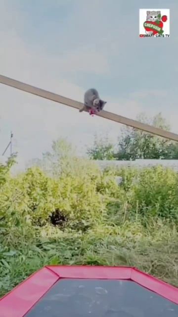 Славный котёнок Чепусик 😇🌞🌈💓☄️😻🌏 Славный котёнок Чепусик 😇🌞🌈💓☄️😻🌏