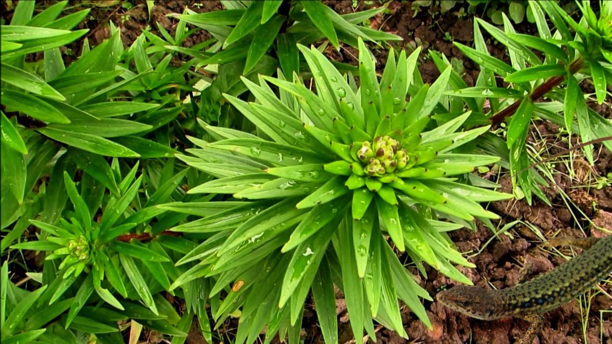 Молодые лилии после дождя