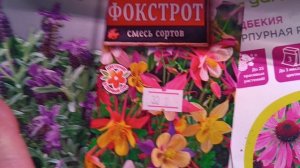 Первые всходы петунии- процесс пошёл)!