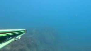 Подводная охота. Зубарик в октябре.