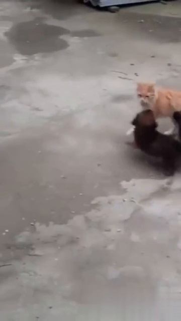 Ану играй снами смотреть онлайн