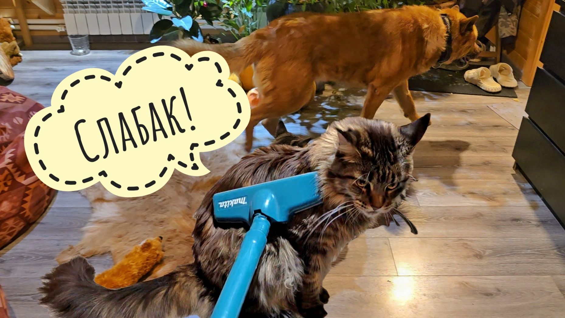 Кошка Морошка, Пёс Кубик и ПЫЛЕСОС! Лось Степан пасётся у нас под окнами смотреть онлайн