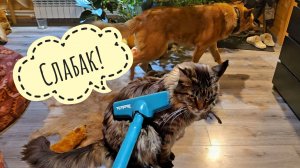 Кошка Морошка, Пёс Кубик и ПЫЛЕСОС! Лось Степан пасётся у нас под окнами