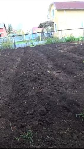 Посадка картошки в гребни: по одному году трудно судить