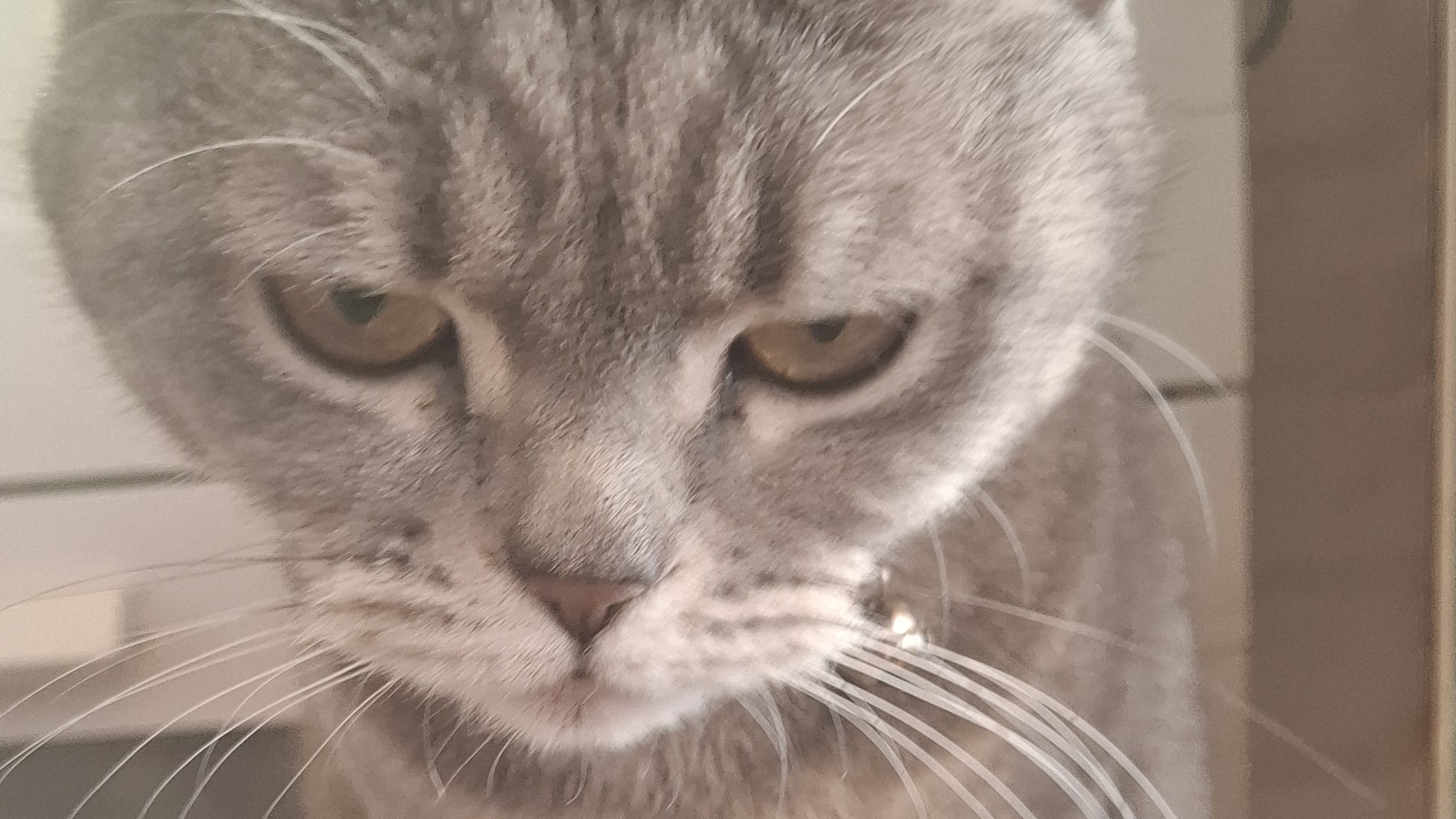 «Когда кошка лижет себя… жди сюрприза!»