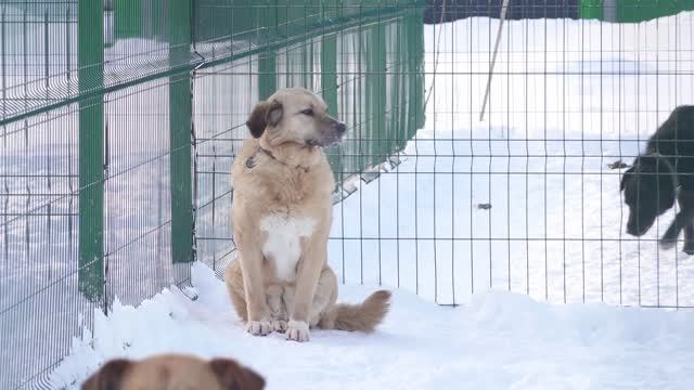 Бродячие собаки: как защитить людей и животных смотреть онлайн