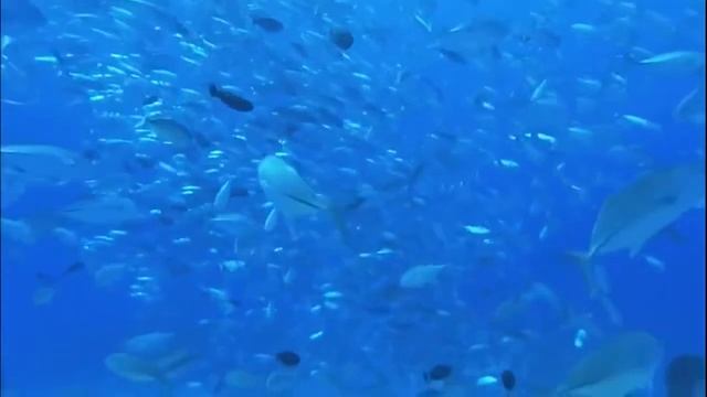 MyZen TV,Tahiti, Part 2 7 Tаити смотреть онлайн