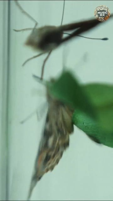 Bad Omans, Poppy — V.A.N. (Original Soundtrack)