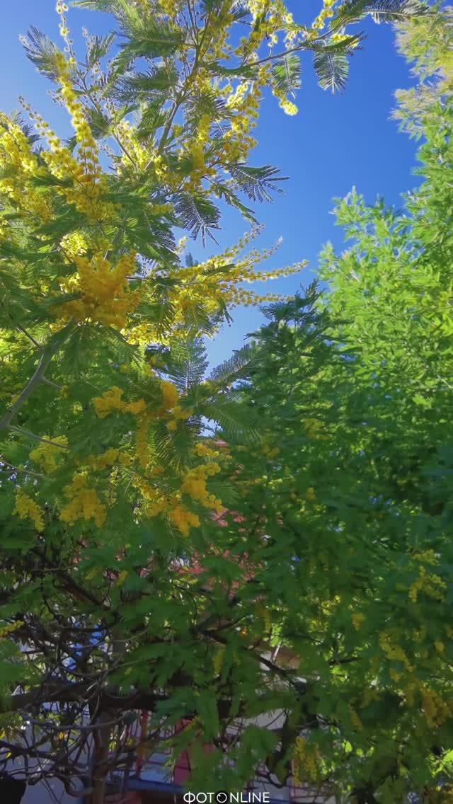 Мимоза в Сочи. Февраль 2026