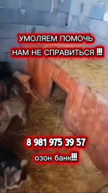 КРИК , ПОХОЖИЙ НА СТОН….
Я обращаюсь к вам с криком о помощи, с болью в сердце и надеждой в душе. КРИК , ПОХОЖИЙ НА СТОН….
Я обращаюсь к вам с криком о помощи, с болью в сердце и надеждой в душе.