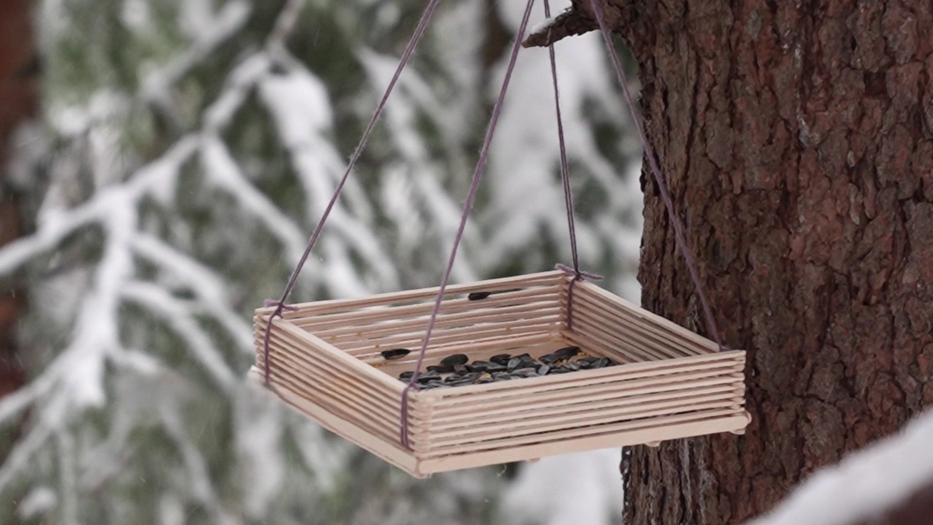 Югорчанам рассказали, как можно помочь птицам зимой смотреть онлайн