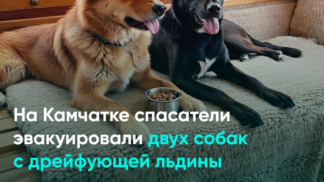 На Камчатке спасатели эвакуировали двух собак с дрейфующей льдины смотреть онлайн