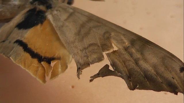 БРАЖНИКИ: 669. Pseudoclanis canui