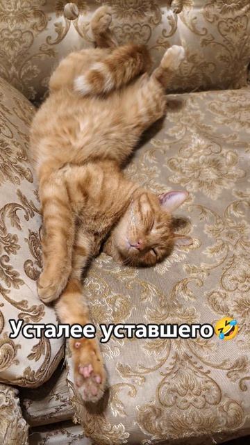 Усталее уставшего😂#shorts #cat #cats #cats #shortvideo Усталее уставшего😂#shorts #cat #cats #cats #shortvideo