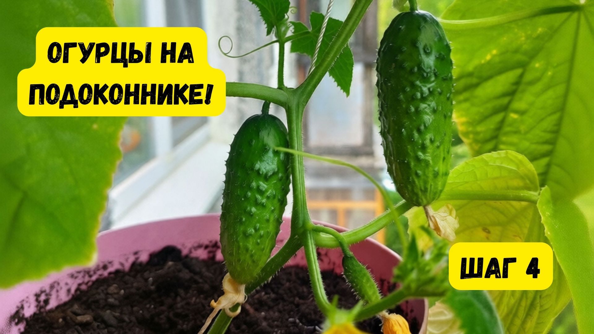 ОГУРЦЫ НА ПОДОКОННИКЕ. ШАГ 4. НЕОБХОДИМЫЕ УСЛОВИЯ ДЛЯ РОСТА. смотреть онлайн