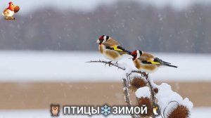 Птицы зимой в лесу 🐦🦉 🦤 видео для отдыха душой 🦅🌲(6)