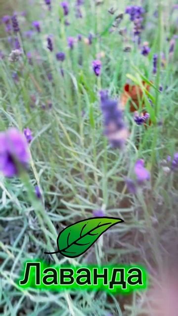 Лаванда в декабре’ смотреть онлайн