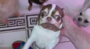 Огурчиками все похрустели с удовольствием, а Милуся у Феи вкусняшку забрала.