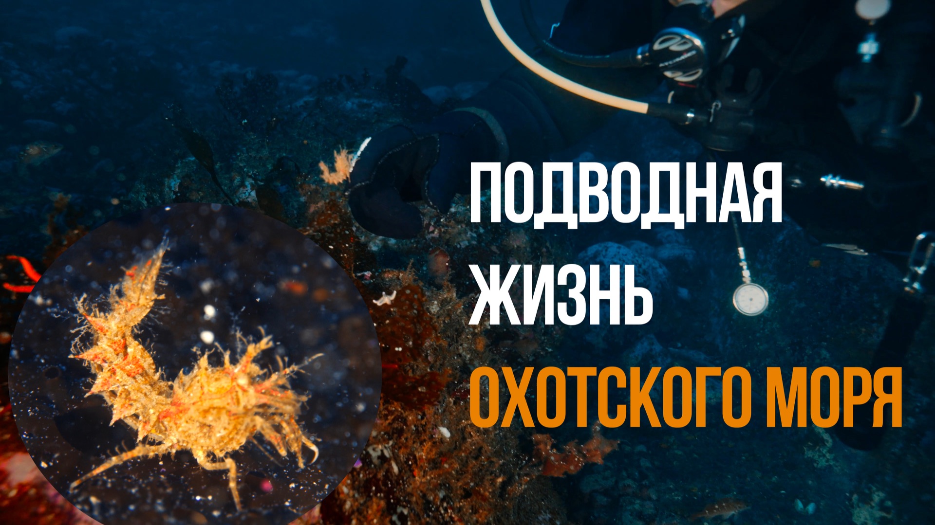 Подводная жизнь Охотского моря | Холодный океан, скрытый мир