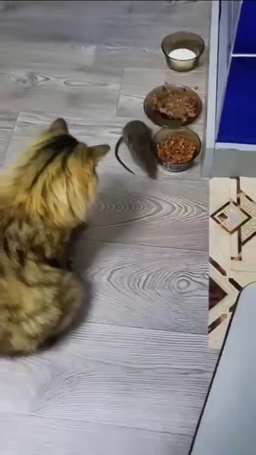 Да не ори ты так, она из подвала, из бедной семьи. Пусть поест, тебе что, жалко?🥺