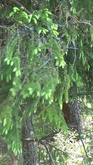 Скучаем по лету #shorts #леснойкоп #metaldetecting #другаяжизнь #природа