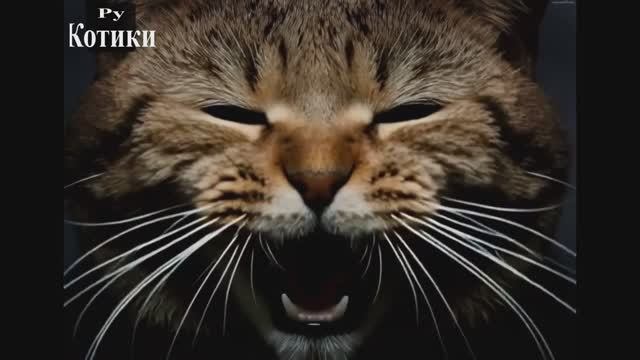 СМЕШНЫЕ КОТЫ 2026 ЛУЧШИЕ ПРИКОЛЫ С КОТАМИ, КОШКИ, ЖИВОТНЫЕ, СМЕШНОЕ ВИДЕО Выпуск 14 СМЕШНЫЕ КОТЫ 2026 ЛУЧШИЕ ПРИКОЛЫ С КОТАМИ, КОШКИ, ЖИВОТНЫЕ, СМЕШНОЕ ВИДЕО Выпуск 14