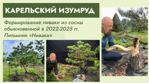 Ниваки из сосны обыкновенной  «КАРЕЛЬСКИЙ ИЗУМРУД»