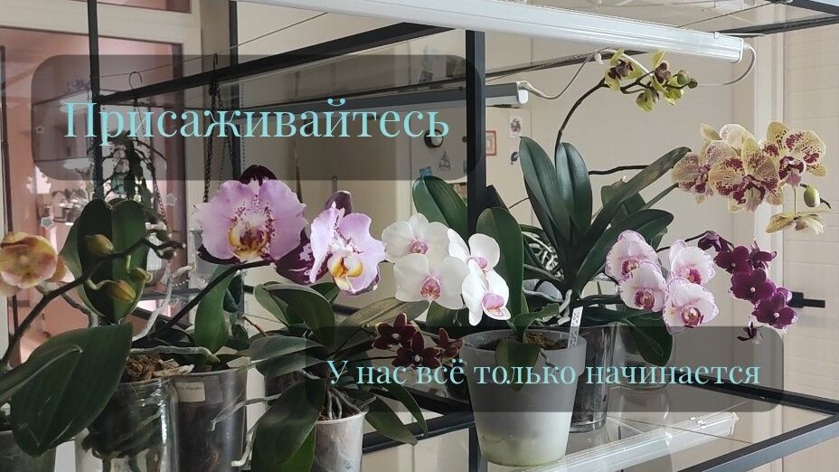 Присаживайтесь, а мы начинаем. Первые пошли- Начало цветения