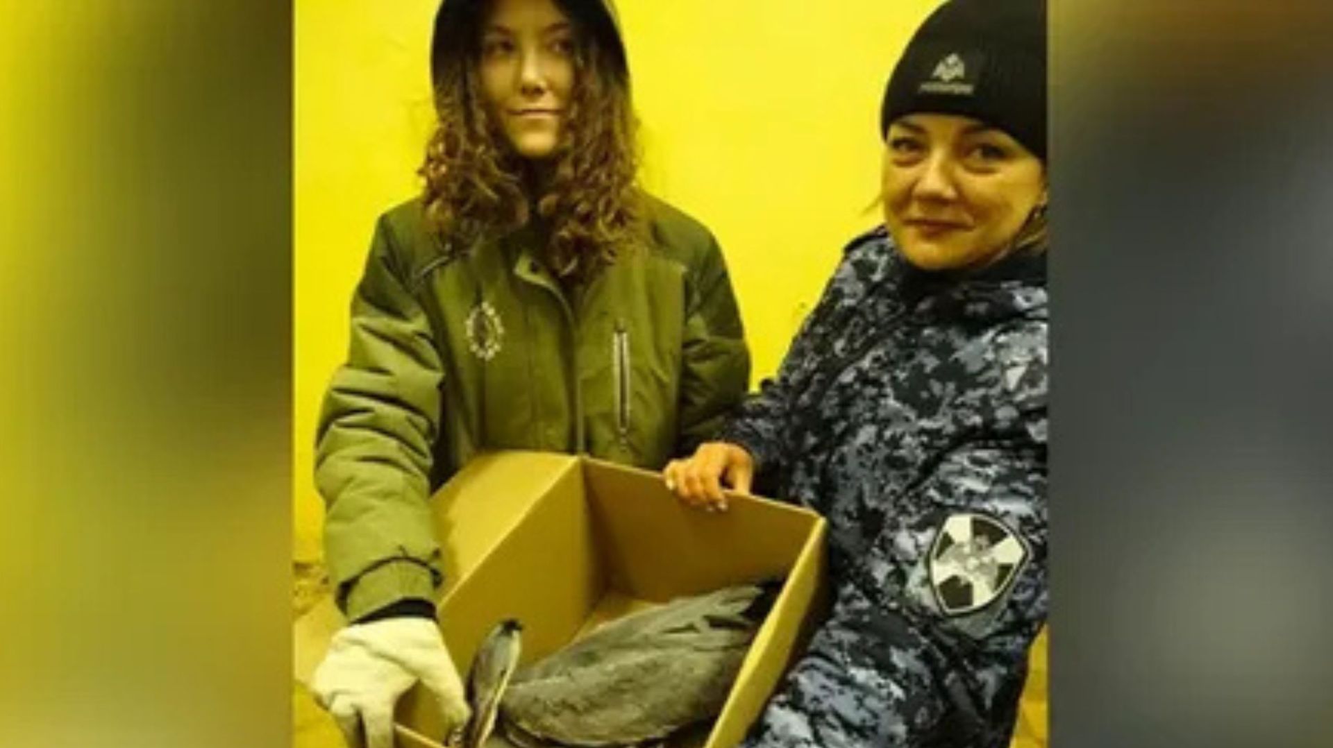 Росгвардейцы спасли от холода серую цаплю в Москве смотреть онлайн