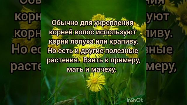 Для пышной шевелюры. Для пышной шевелюры.