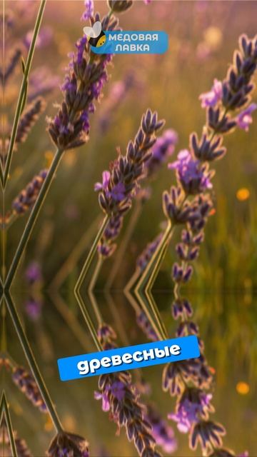 Соленый мёд? Да!🍯🐝#пчелы #факты #здоровье #мёд #пчеловодство Соленый мёд? Да!🍯🐝#пчелы #факты #здоровье #мёд #пчеловодство