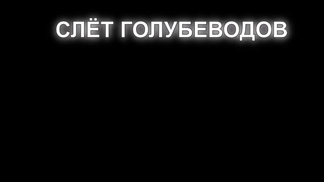 Очередной слёт голубеводов г Узловая. смотреть онлайн
