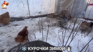 Куры зимой очень счастливы 🤗❄️⛄ (26)