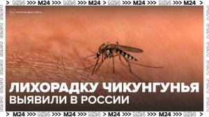 Завозной случай лихорадки чикунгунья выявили в России - Москва 24