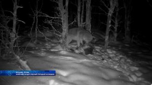 В Воронежской области появился новый вид зверей