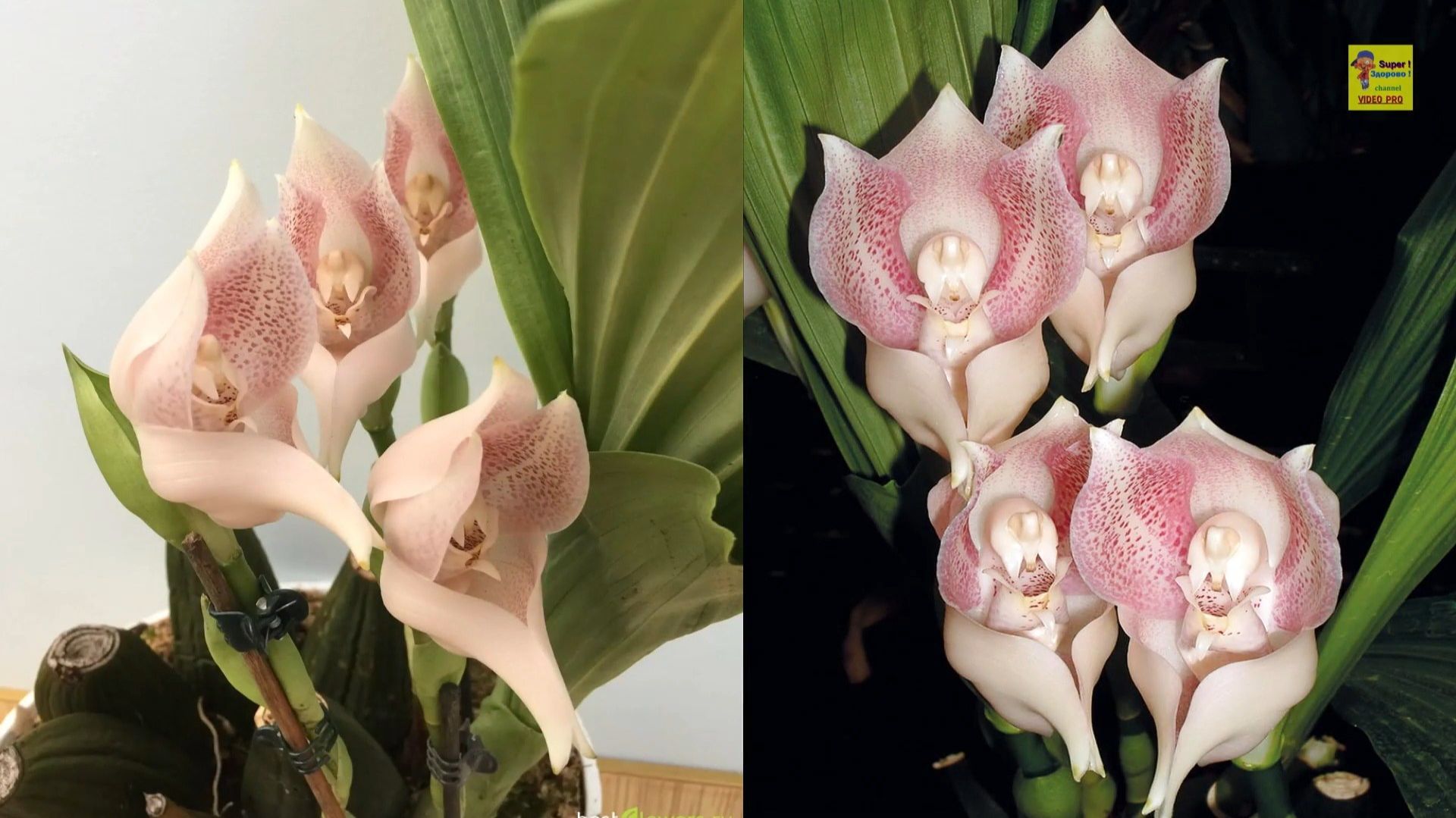 Ангулоя — спящий младенец