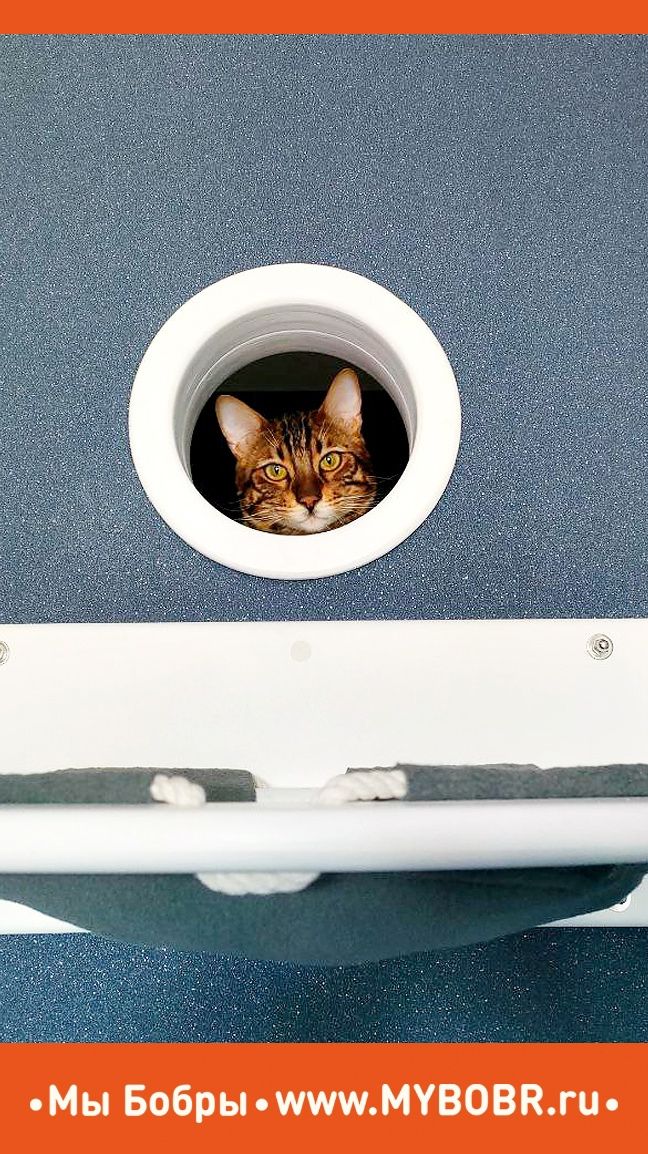 Мы Бобры, но думаем, как коты)))