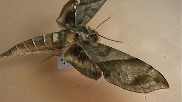 БРАЖНИКИ: 670. Xylophanes jocasta