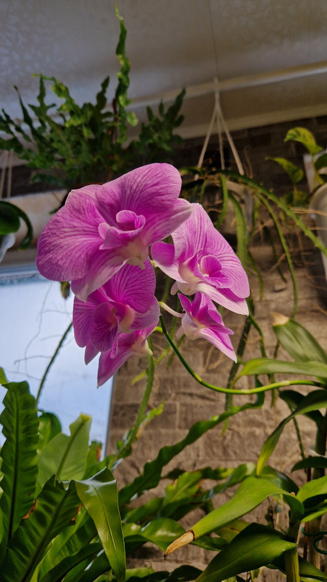 D.Pink Bonjour Дендробиум Пинк Бонжур смотреть онлайн