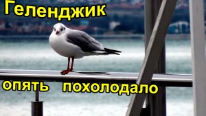 В Геленджике похолодало, но ненадолго.